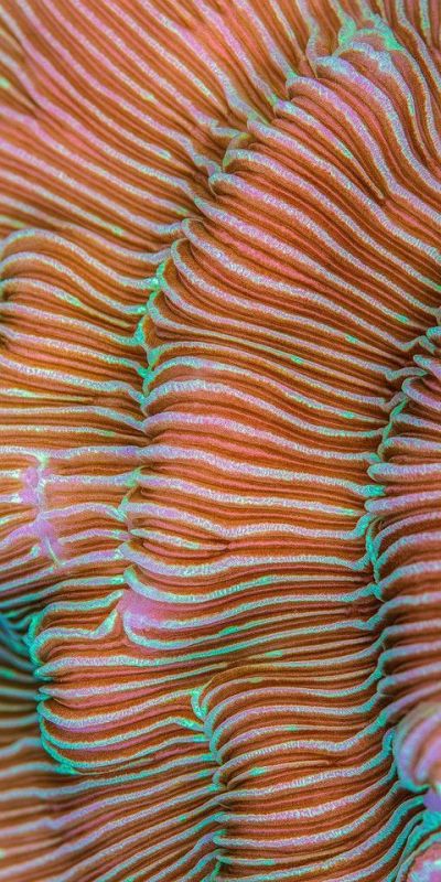 Coral texture in warm relief — structure grown slowly