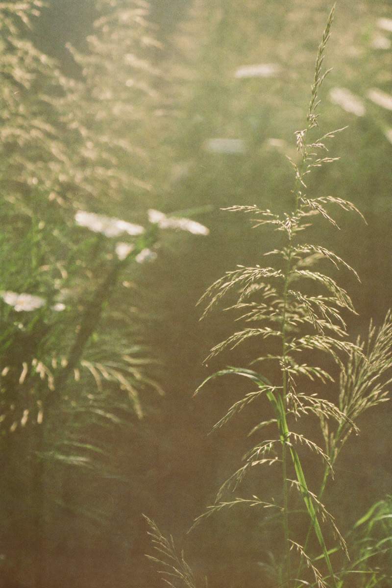 A fern spiral unfurling — new growth