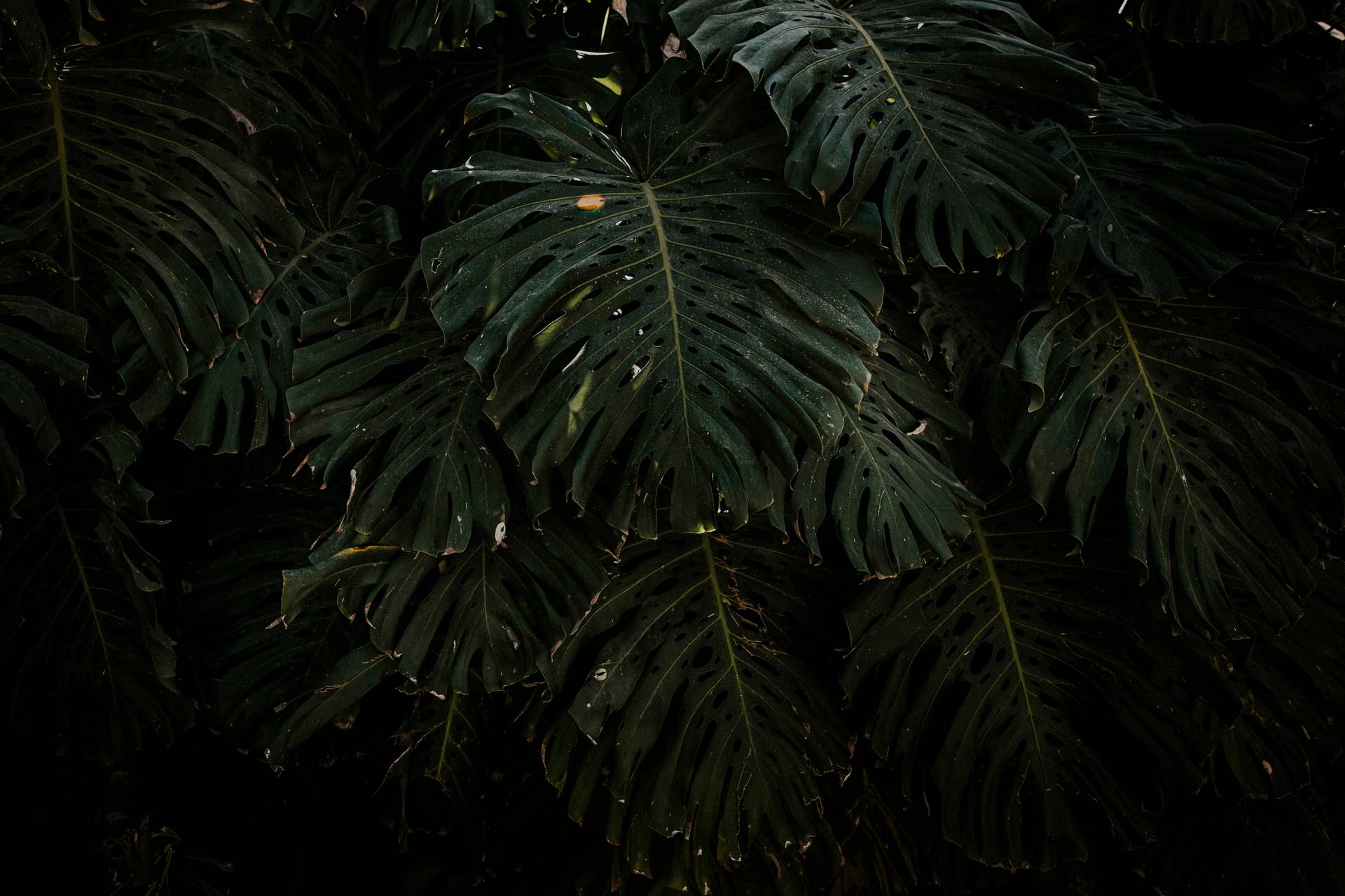 Dark tropical monstera leaves in low light — Sagrada