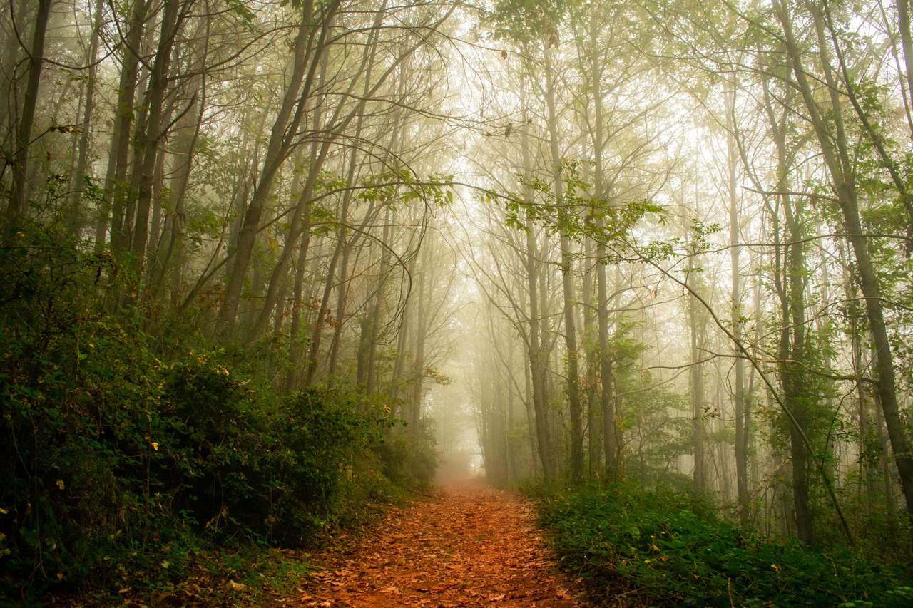 A path into a misty forest between towering trees — the threshold